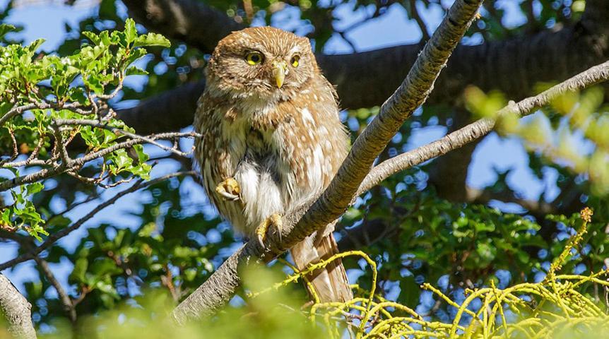 Casa De Montana Inmersa En Bosque Nativo San José de Maipo Eksteriør billede